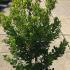 Arbutus Unedo Rubra 80-100 cm buy online UK.