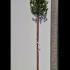 Arbutus Unedo Standard Tree - Standard Strawberry Tree 2.5-3 m buy online UK.