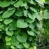 Aristolochia Macrophylla or Dutchmans Pipe or Pipevine plants, lovely heart shaped foliage vine for sale online with UK delivery.