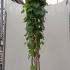 Aristolochia Macrophylla Pipevine 2-2.5 m buy online UK.