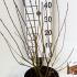amh 40-50 cm buy online UK.