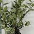 Aronia Melanocarpa Hugin Black Chokeberry 30-40 cm buy online UK.