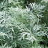 Artemisia Powis Castle. Wormwood Powis Castle or Mugwort, attractive Silver Foliage, buy online with UK delivery