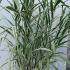 Arundo Donax Aureovariegata Giant Reed Variegata 1.75-2 m buy online UK.