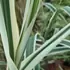 Variegated Giant Reed with bold golden-striped foliage.
