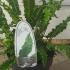 Asplenium Scolopendrium Angustatum 30-40 cm buy online UK.