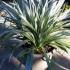 Astelia Silver Spear grasses for sale online from our London plant centre, UK