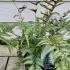 Athyrium Niponicum Var Pictum - Painted Fern 30-40 cm buy online UK.