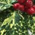 Aucuba Japonica or Japanese Laurel red berries in autumn, aka Spotted Laurel 
