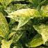 Aucuba Japonica Shrubs, showing variegated evergreen leaves in summer in the UK