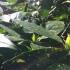 Aucuba Japonica or Japanese Laurel or Spotted Laurel new leaves emerging in March in the UK