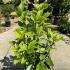 Aucuba Japonica Rozannie 30-40 cm buy online UK.