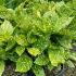 Aucuba Japonica - Spotted Laurel 50-60 cm buy online UK.