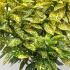 Aucuba Japonica - Spotted Laurel 60-80 cm buy online UK.