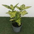 aucu 30-40 cm buy online UK.