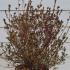 Azalea Amoena 40-45 cm buy online UK.