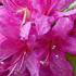 Azalea Obtusum Amoena - beautiful evergreen flowering shrub for sale online with UK delivery