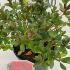 Azalea Arabesk 20-25 cm buy online UK.