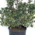 Azalea Blaauws Pink 50-60 cm buy online UK.