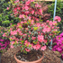 azablapin 80-100 cm buy online UK.