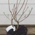 Azalea Daviesii 30-40 cm buy online UK.