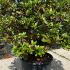 Azalea Gibraltar 60-80 cm buy online UK.