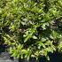 Azalea Girards Fuchsia 30-40 cm buy online UK.