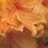 Azalea Glowing Embers - a wonderful rich vivid orange flower colour in May and June