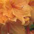 Azalea Glowing Embers - a wonderful rich vivid orange flower colour in May and June 