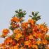Azalea Glowing Embers is a vibrant shrub with fiery red-orange flowers that bloom in spring, creating a stunning focal point in any garden with its bold color.