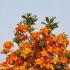 Azalea Glowing Embers - a wonderful rich vivid orange flower colour in May and June 