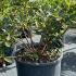 Azalea Golden Flare 50-60 cm buy online UK.