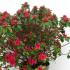 Azalea Hino Crimson 40-45 cm buy online UK.