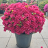 azahinocrim 40-45 cm buy online UK.
