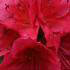 Azalea Hino Crimson Japanese azalea, shrub buy online UK.