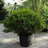 azahinocrim 50-60 cm buy online UK.