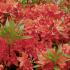 Azalea Hotspur Red, a deciduous azalea from the Knaphill (Exbury) hybrid group, buy online UK