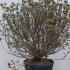 Azalea Japonica Aladdin Scout Shrubs 50-60 cm buy online UK.