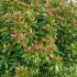 Azalea Japonica Aladdin Scout Shrubs 60-80 cm buy online UK.