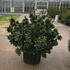 azalea 80-100 cm buy online UK.
