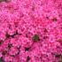 Azalea Japonica Baggio