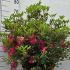 Azalea Japonica Baggio 35-40 cm buy online UK.