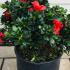Azalea Japonica Hot Shot 30 cm buy online UK.