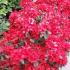 Azalea Japonica Hotshot Variegated, Flowering Shrubs, UK