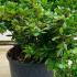 Azalea Japonica Kirin 22 40-60 cm buy online UK.