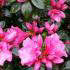 Azalea Japonica Kirin 22, Flowering Shrubs, UK