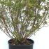 Azalea Japonica Purple Splendor 40-50 cm buy online UK.