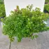 azapurspl 50-60 cm buy online UK.