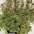 Azalea Japonica Silver Queen 20-30 cm buy online UK.