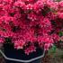 Azalea Japonica Silvester 60-80 cm buy online UK.